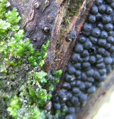 Notochoragus crassus