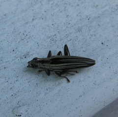 Navomorpha sulcata