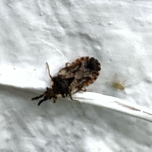 pale-shouldered flatbug, Amsterdam Nieuw-West, Amsterdam, Nederland, photo 9 of 10
