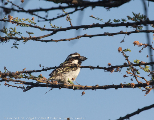 iNaturalist image