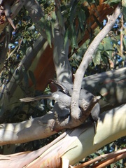 Strepera versicolor versicolor
