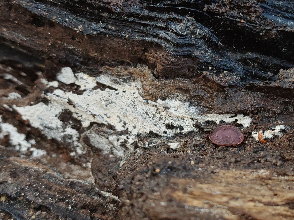 Sistotrema brinkmannii