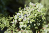 One-seed Juniper - Photo (c) Paul Asman and Jill Lenoble, some rights reserved (CC BY)