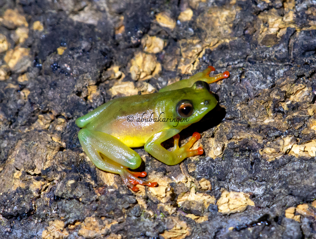 Bakossi Reed Frog