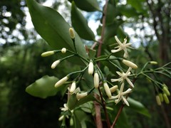 Coptosperma