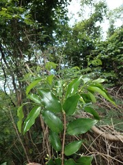 Coptosperma