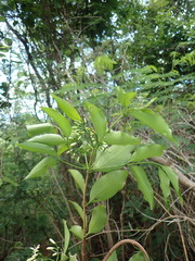 Coptosperma