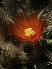 Ferocactus flavovirens