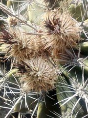 Ferocactus flavovirens