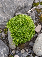 Colobanthus quitensis