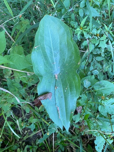 Midwestern Arrowhead (Sagittaria brevirostra)