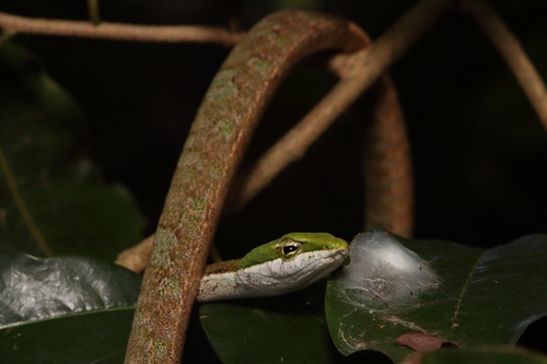 Usambara Vine Snake