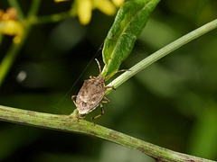 Oncocoris geniculatus