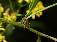 Oncocoris geniculatus