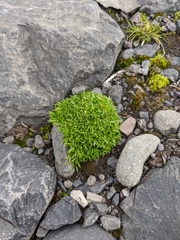 Colobanthus quitensis