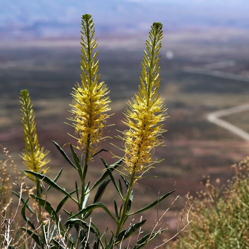 Desert Prince's Plume