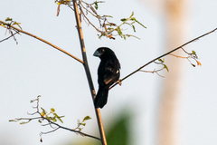 Sporophila crassirostris