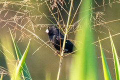Sporophila crassirostris