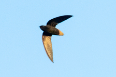 Chaetura brachyura