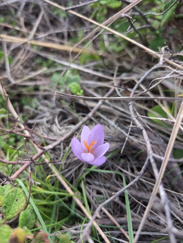 Late Crocus (Crocus serotinus)