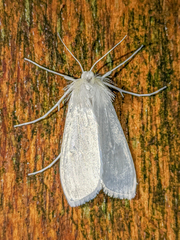 Rupela albinella