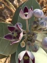 Calotropis procera