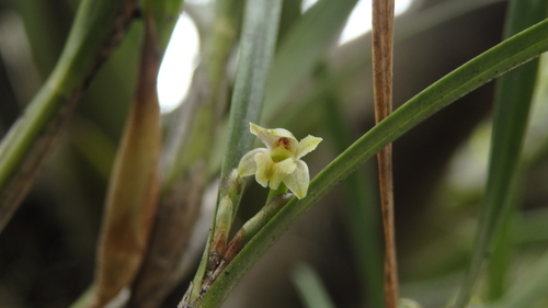 Scaphyglottis fasciculata, photograph 6