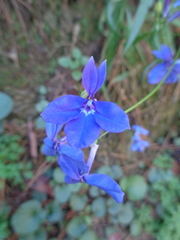 Lobelia sublibera