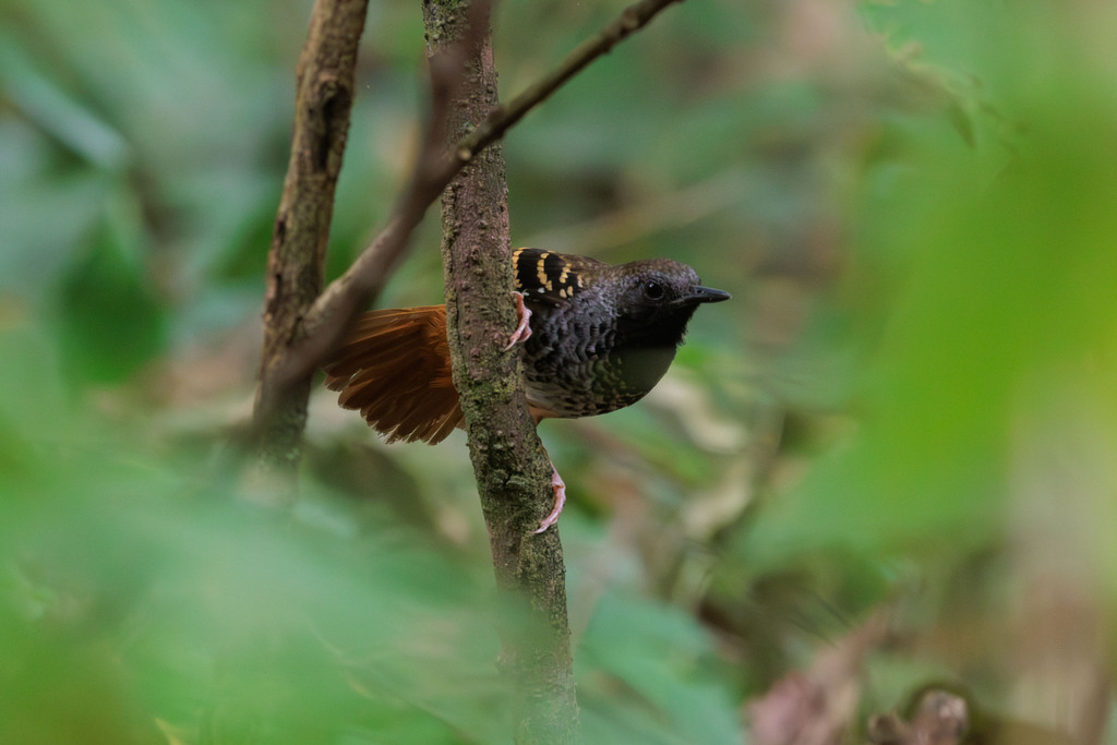 Scalloped Antbird