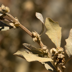 Atriplex muelleri