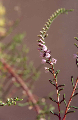 Calluna vulgaris