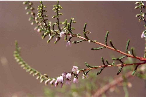 Calluna vulgaris