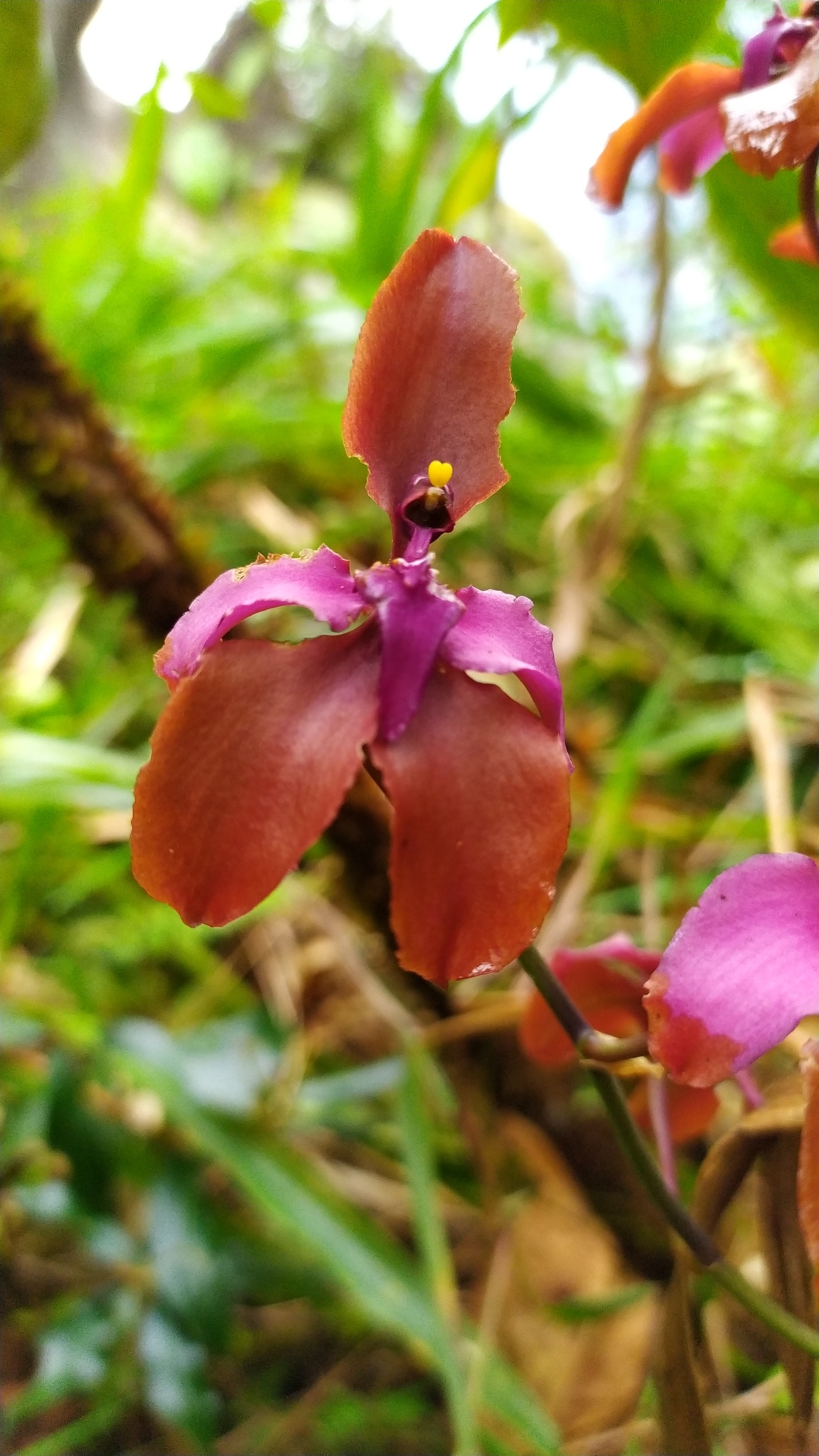 Cyrtochilum orgyale (Rchb.f.) Dalström