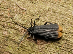 Diatrichalus funereus