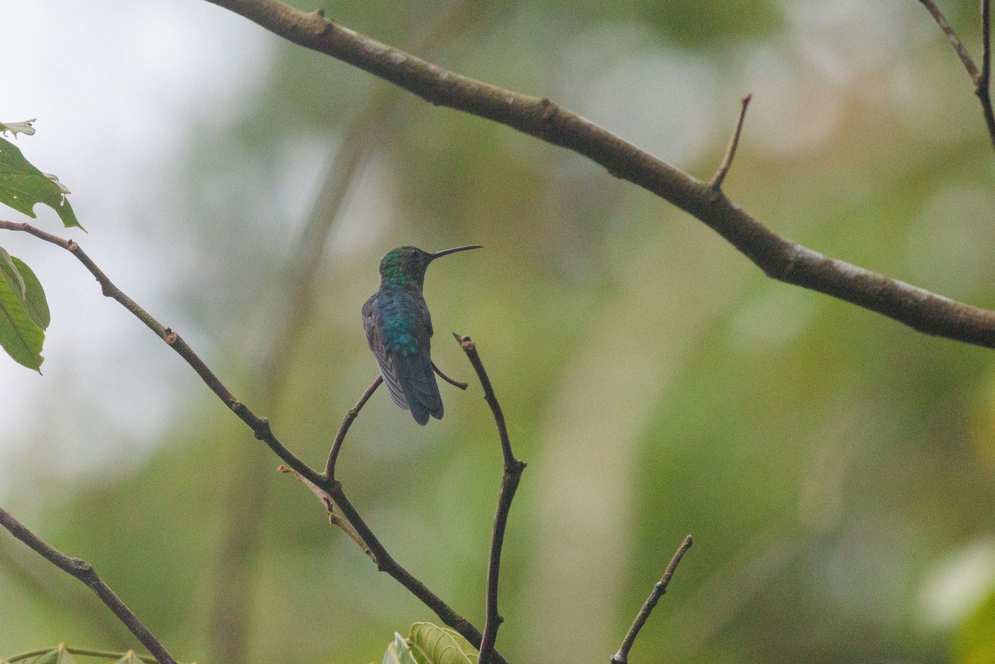 Long-tailed Woodnymph (Thalurania watertonii), photo 1