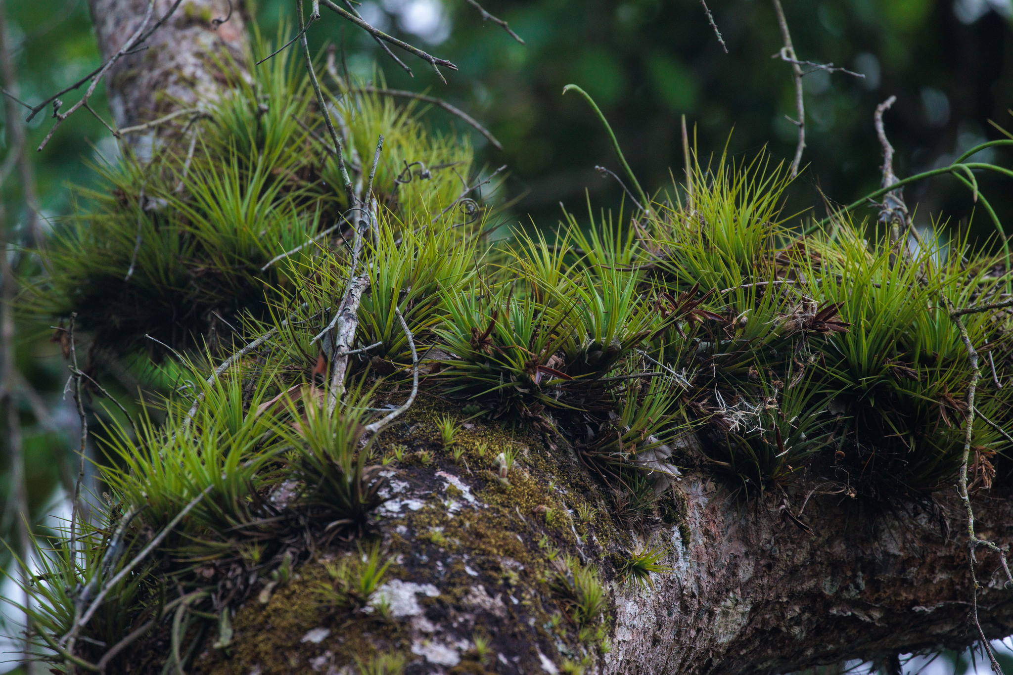Tillandsia tenuifolia
