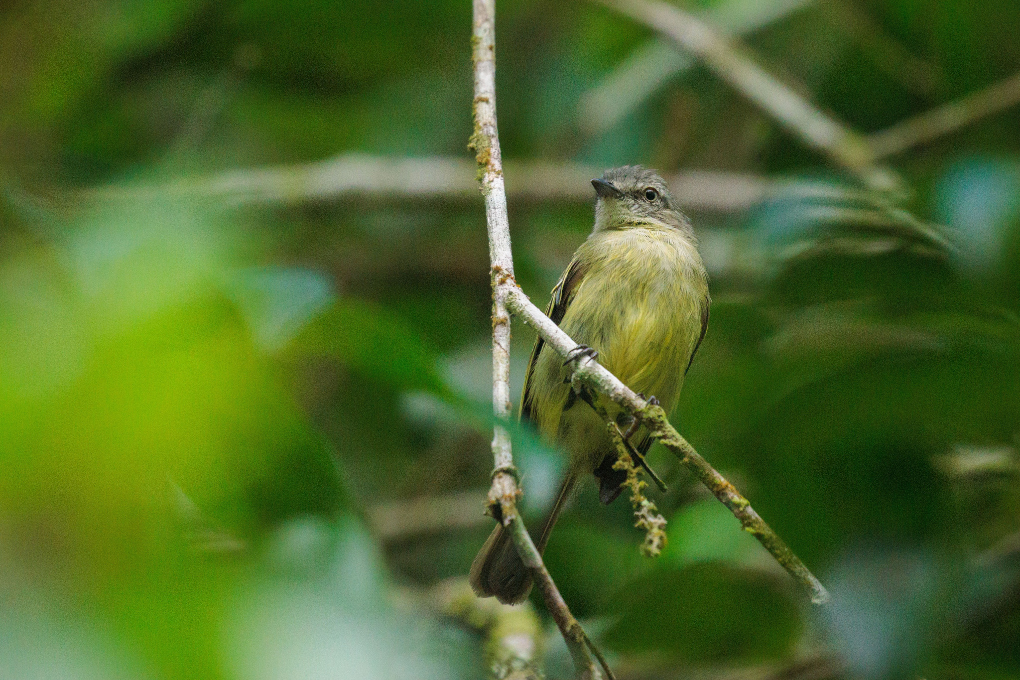 Slender-footed Tyrannulet (Zimmerius gracilipes), photo 2