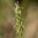 Mulga Mitchell Grass - Photo (c) Kym Nicolson, some rights reserved (CC BY), uploaded by Kym Nicolson