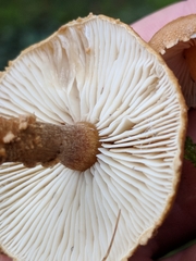 Cystoderma carcharias fallax