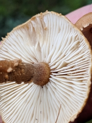 Cystoderma carcharias fallax