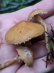 Cystoderma carcharias fallax