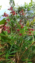 Cyrtochilum orgyale