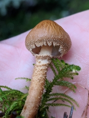 Cystoderma carcharias fallax