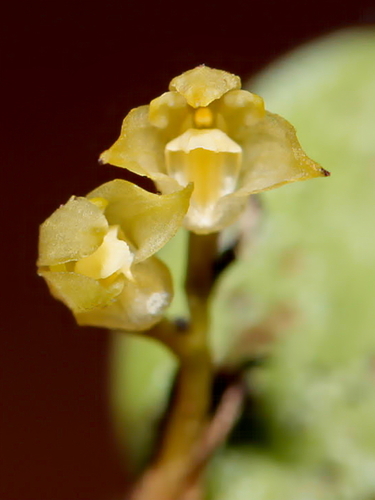 Bulbophyllum pauciflorum
