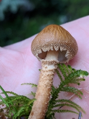 Cystoderma carcharias fallax
