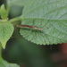 稻緣蝽屬 - Photo 由 Sunnetchan 所上傳的 (c) Sunnetchan，保留部份權利CC BY-NC-ND