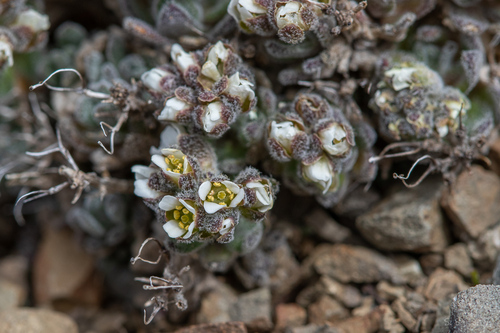 Draba magellanica