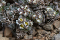 Draba magellanica