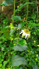 Passiflora cuspidifolia