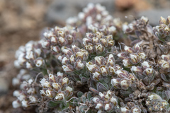 Draba magellanica, photograph (c) Sebastián Saiter V., some rights reserved (CC BY)